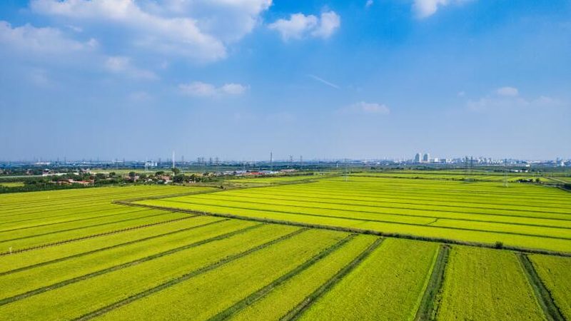 广东采摘型生态农业观光园：生态与观光的完美融合**