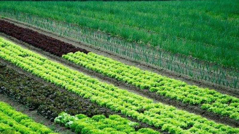 粮食种植技术培训加盟，如何把握行业脉搏？**
