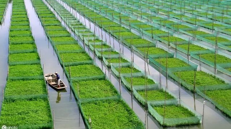 农民专业合作社的经营范围，这样写才合规又实用