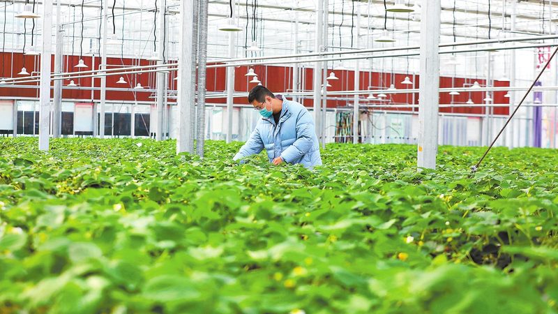 粮食种植深加工项目：五大关键注意事项