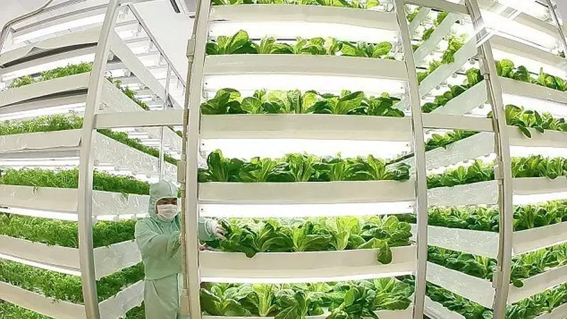 根据材质、结构、功能等不同特点，无土栽培种植架可分为以下几类：