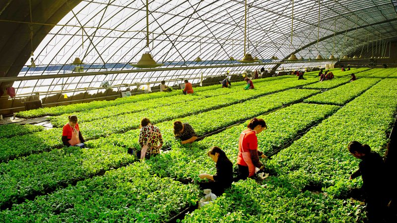 新疆特色水果种植气候条件解析