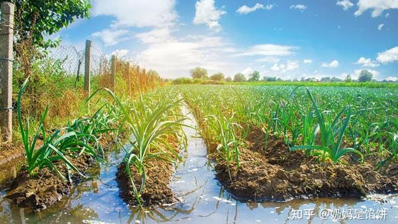有机蔬菜直供：如何挑选高品质的绿色农产品