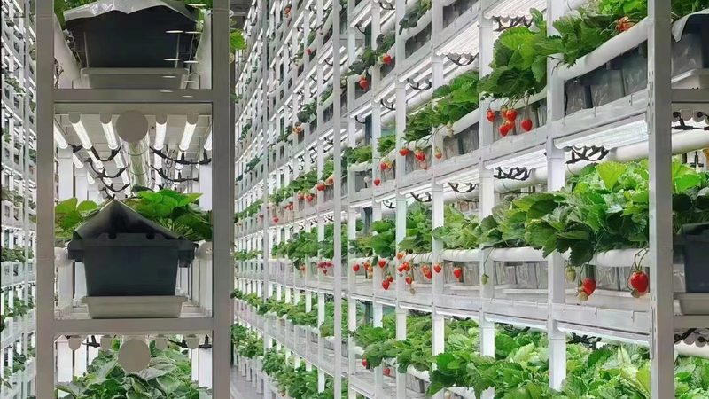 农资批发公司：种子、农药、化肥的选择与搭配之道