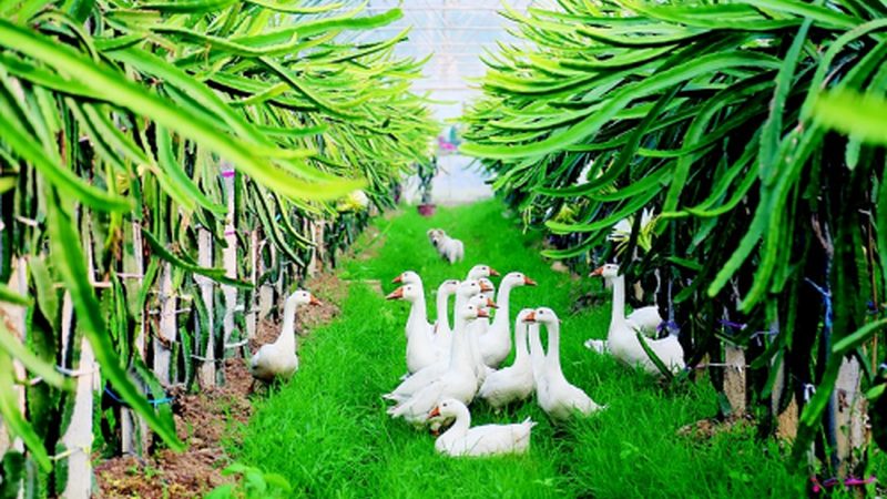 温室种植温湿度参数设置：关键因素与优化策略